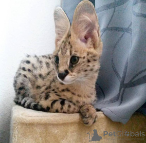 Photo №3. SAVANNAH KITTEN. Germany