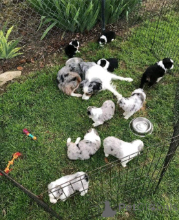 Photo №1. australian shepherd - for sale in the city of Berlin | negotiated | Announcement № 157514