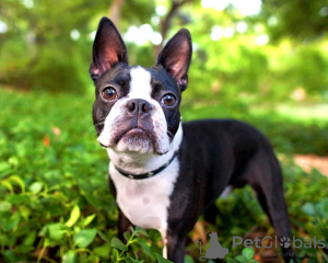 Photo №1. boston terrier - for sale in the city of Gomel | 1768$ | Announcement № 29716