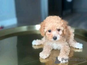 Photo №1. poodle (toy) - for sale in the city of Warsaw | negotiated | Announcement № 121732