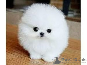 Photo №2 to announcement № 116023 for the sale of pomeranian - buy in Germany 