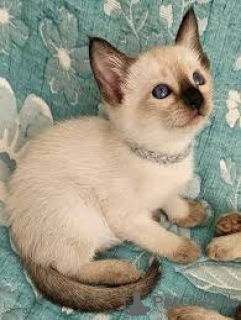 Photo №2 to announcement № 165575 for the sale of siamese cat - buy in Belgium private announcement, breeder