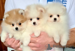 Photo №1. pomeranian - for sale in the city of Калифорния Сити | Is free | Announcement № 15451