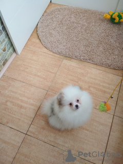 Photo №2 to announcement № 29460 for the sale of pomeranian - buy in Belarus private announcement