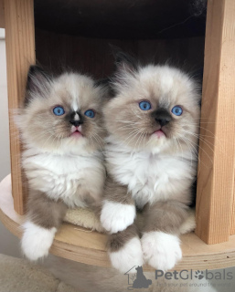 Photo №2 to announcement № 103686 for the sale of ragdoll - buy in United Kingdom 