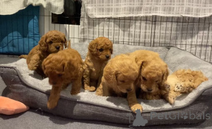 Photo №1. golden retriever - for sale in the city of Alice Springs | 410$ | Announcement № 151110
