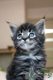 Photo №1. maine coon - for sale in the city of St. Petersburg | 762$ | Announcement № 11014