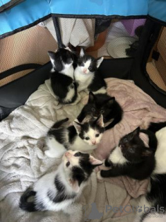 Additional photos: Beautiful kittens for sale