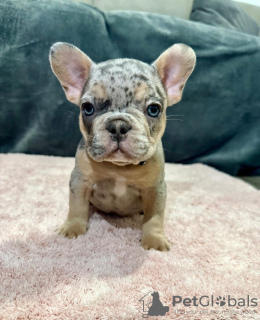 Photo №4. I will sell french bulldog in the city of Berlin. private announcement - price - 941$