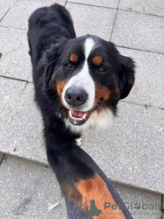 Additional photos: Stunning Bernese Mountain Dog Puppies