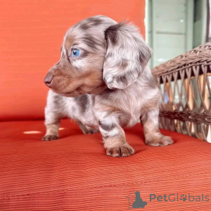 Photo №1.  - for sale in the city of Arizona | 700$ | Announcement № 161309