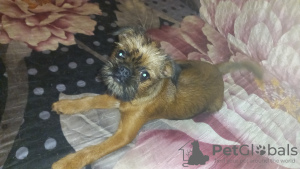 Photo №1. brussels griffon - for sale in the city of New York | 700$ | Announcement № 56187