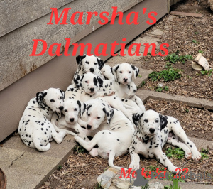 Photo №1. dalmatian dog - for sale in the city of Goddard | 900$ | Announcement № 18490