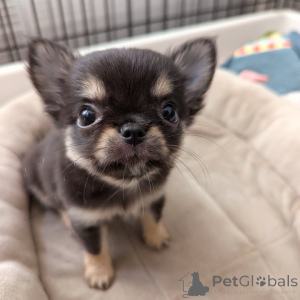 Photo №4. I will sell chihuahua in the city of Helsinki. private announcement, from the shelter - price - 516$