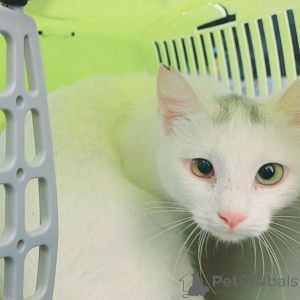 Photo №3. The young snow -white princess with multi -colored eyes is looking for a house. Belarus