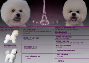 Photo №4. I will sell bichon frise in the city of Magnitogorsk. breeder - price - Negotiated