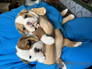 Additional photos: English bulldog puppies for sale