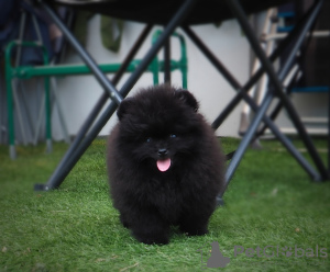 Photo №1. pomeranian - for sale in the city of Voronezh | 831$ | Announcement № 7545