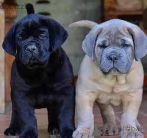 Photo №1. cane corso - for sale in the city of Tallinn | negotiated | Announcement № 162265