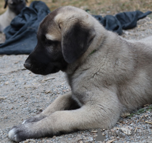 Photo №1. anatolian shepherd - for sale in the city of Brno | 1162$ | Announcement № 61749