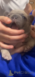 Photo №3. High quality French bulldog puppies. United States
