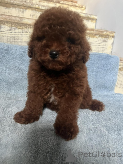 Photo №4. I will sell poodle (toy) in the city of Kiev. private announcement, from nursery, breeder - price - 1032$