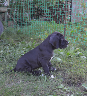 Photo №4. I will sell great dane in the city of Moscow. from nursery - price - Negotiated