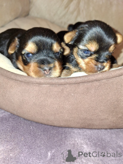 Photo №3. Täysiveriset yorkshirenterrierin pennut. Finland