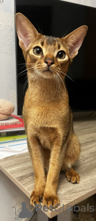 Photo №2 to announcement № 162700 for the sale of abyssinian cat - buy in Ukraine private announcement