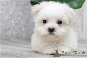 Photo №3. Cute Maltese puppies available for free adoption. Germany