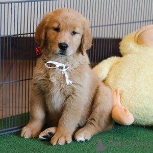 Photo №1. golden retriever - for sale in the city of Aarhus | 329$ | Announcement № 151550