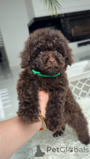 Photo №1. poodle (toy) - for sale in the city of Bettambur | negotiated | Announcement № 168720