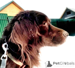 Photo №4. I will sell non-pedigree dogs in the city of Moscow river. private announcement - price - Is free