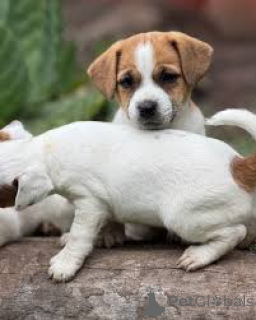 Photo №3. Jack Russell Terrier Welpen zu verkaufen. Austria