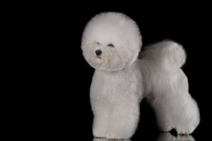 Photo №4. I will sell bichon frise in the city of Москва. private announcement, from nursery, breeder - price - negotiated