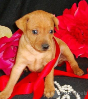 Photo №2 to announcement № 158400 for the sale of miniature pinscher - buy in Sweden 