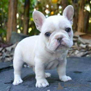 Photo №2 to announcement № 161572 for the sale of french bulldog - buy in Luxembourg private announcement, breeder