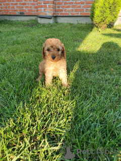 Photo №4. I will sell poodle (toy) in the city of Belgrade.  - price - 528$