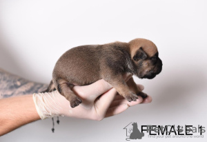 Additional photos: Pocket Micro American Bully puppies