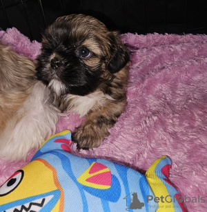 Photo №1. shih tzu - for sale in the city of New York | 260$ | Announcement № 82236