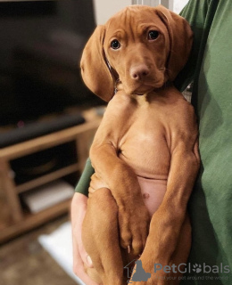 Photo №4. I will sell vizsla in the city of New York. private announcement, from nursery - price - 400$