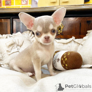 Photo №2 to announcement № 177768 for the sale of chihuahua - buy in Netherlands private announcement