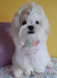 Photo №1. maltese dog - for sale in the city of Kiev | 2000$ | Announcement № 75191