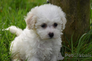 Photo №3. Purebred Bichon Frize puppies now available. Germany