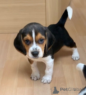 Photo №1. beagle - for sale in the city of Anykščiai | 619$ | Announcement № 158689