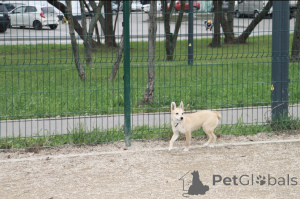 Photo №4. I will sell non-pedigree dogs in the city of Moscow river. private announcement - price - Is free