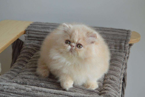 Photo №1. persian cat - for sale in the city of Vilnius | Negotiated | Announcement № 1064