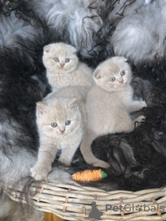Photo №4. I will sell scottish fold in the city of Helsinki. private announcement - price - 478$