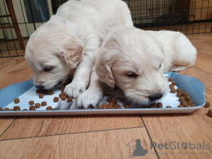 Photo №3. Champion Bloodline Golden Retriever Puppies for Sale. Germany