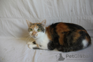 Additional photos: A wonderful young cat Vanilla is looking for a home and a loving family!